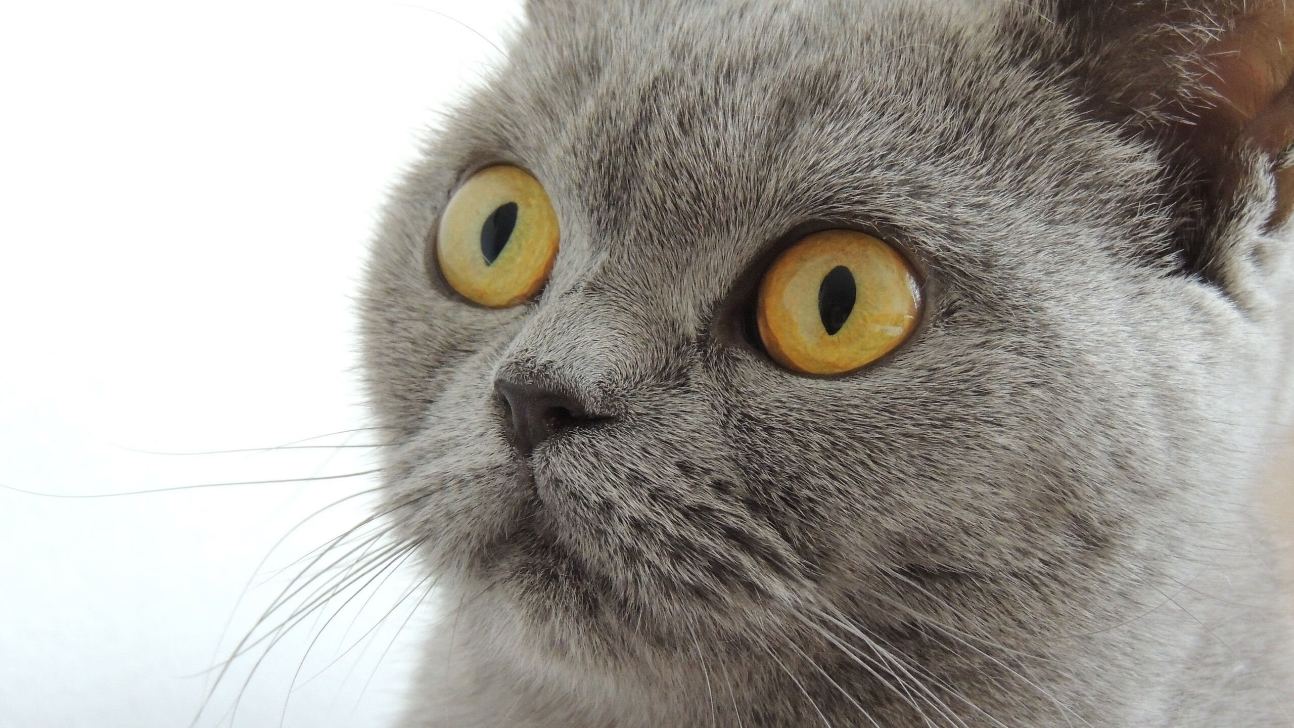 2025中国篮球季后赛战火连天，万人观赛热情高涨，2021篮球比赛中国队