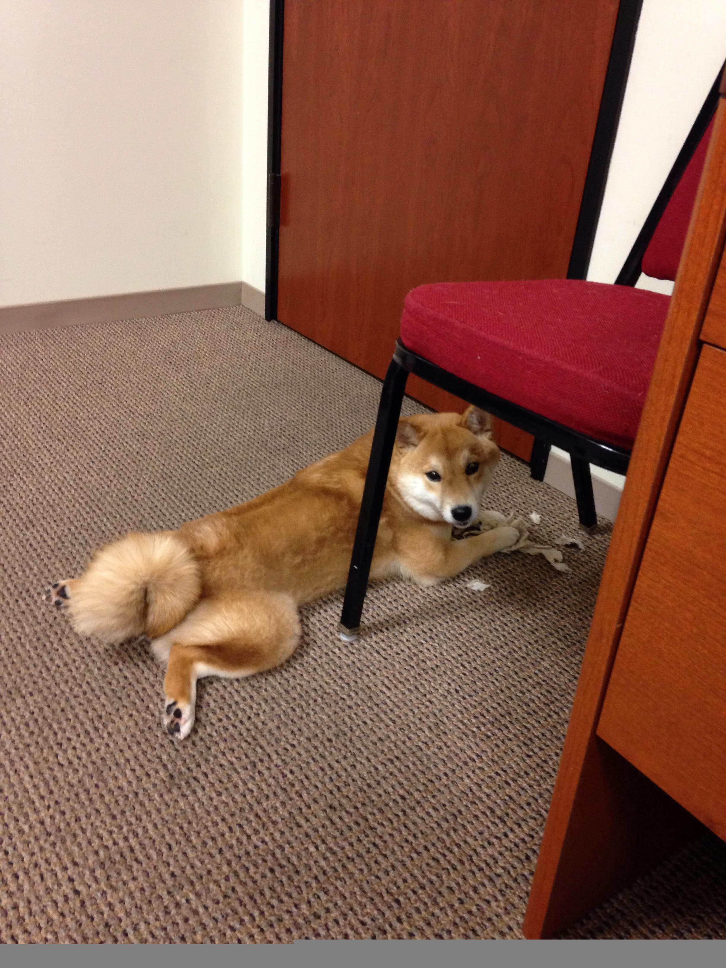 WRC俄西伯利亚站：冰雪覆盖，考验车手冷静，西伯利亚w2