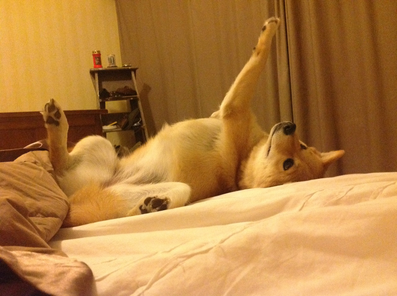 _极地雪地赛车：冰天雪地中的极速狂飙_，北极雪地车