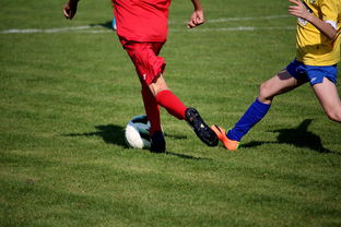 九游娱乐入口-体育文化节活动预告，体育文化节活动流程